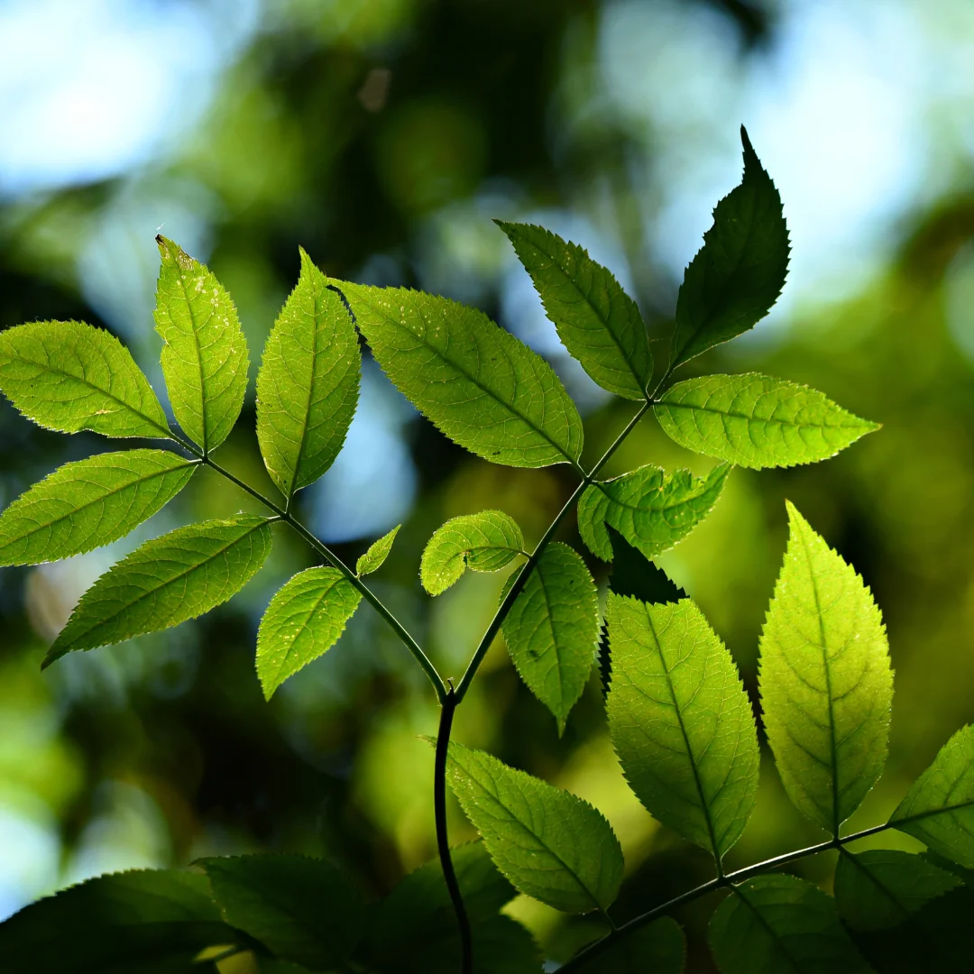 Preservação do Ambiente